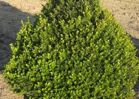 Buxus X 'cranberry Creek' - View 10 from www redcrocus com
