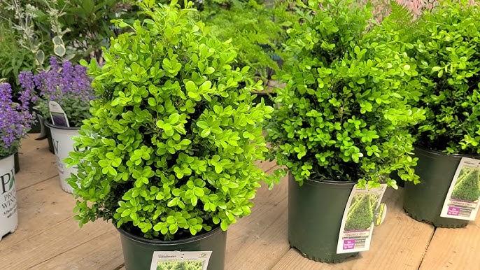 Buxus X 'cranberry Creek' - View 16 from www redcrocus com