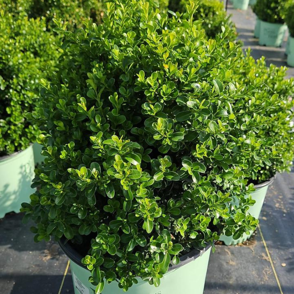 Buxus X 'cranberry Creek' - View 16 from www redcrocus com