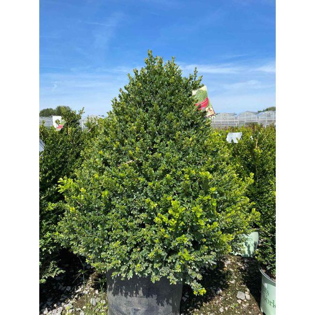 Buxus X 'cranberry Creek' - View 17 from www redcrocus com