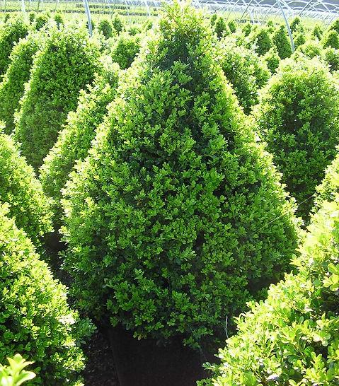 Buxus X 'cranberry Creek' - View 18 from www redcrocus com