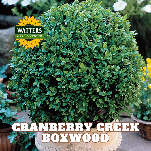 Buxus X 'cranberry Creek' - View 20 from www redcrocus com