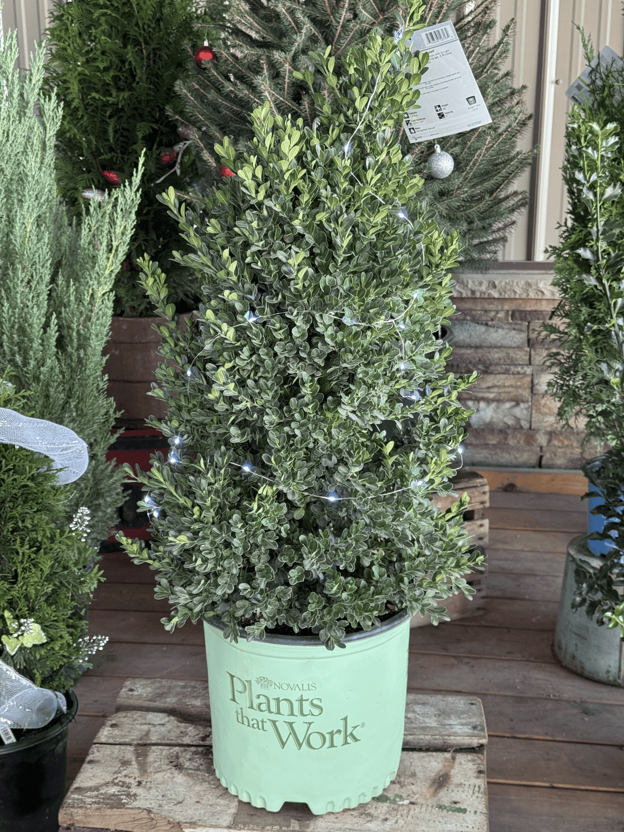 Buxus X 'cranberry Creek' - View 21 from www redcrocus com