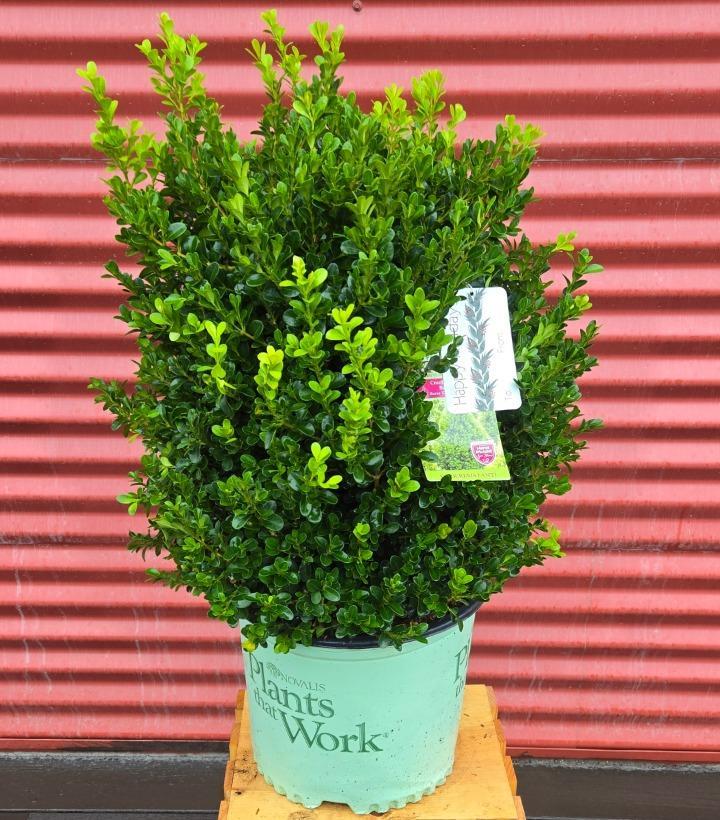 Buxus X 'cranberry Creek' - View 23 from www redcrocus com