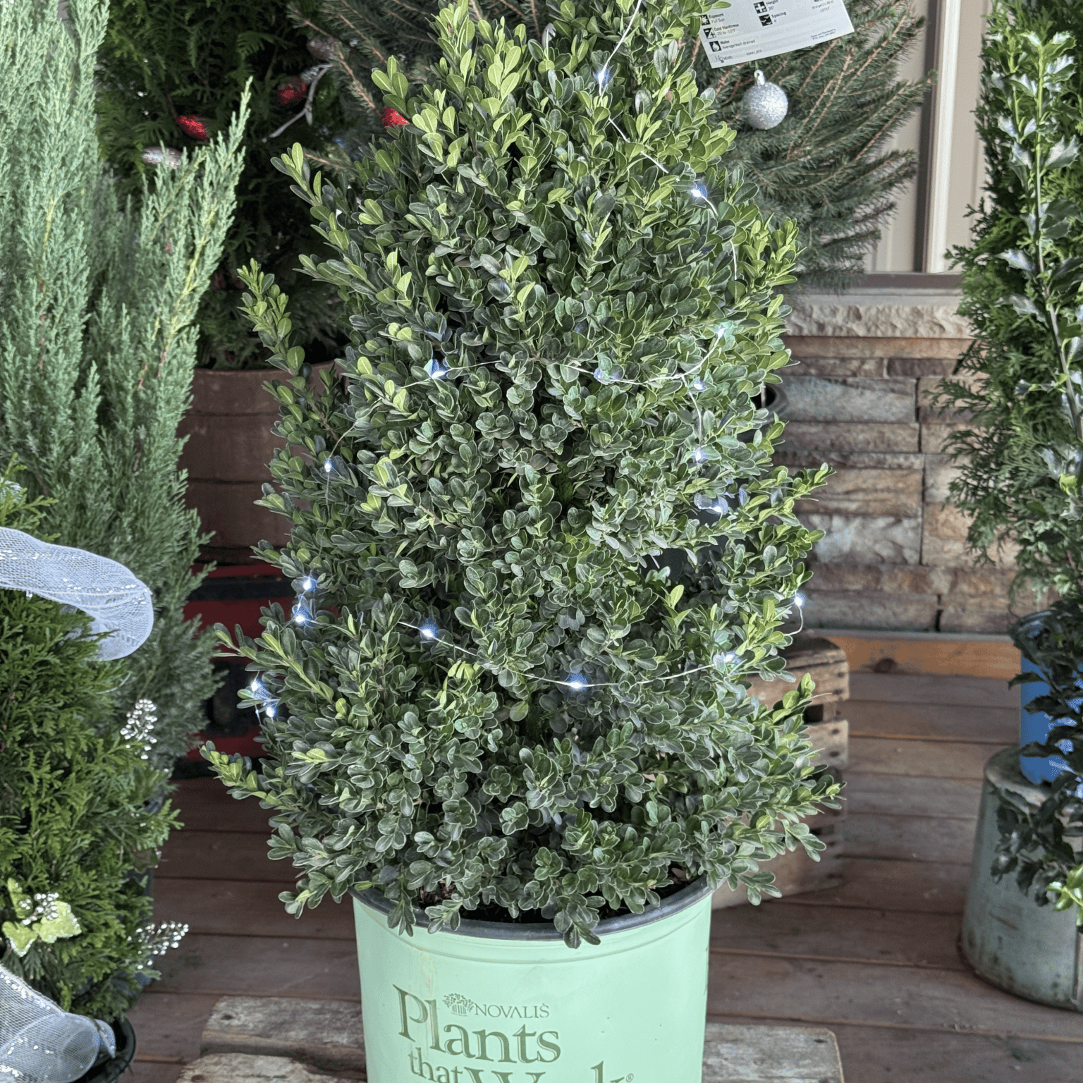 Buxus X 'cranberry Creek' - View 25 from www redcrocus com