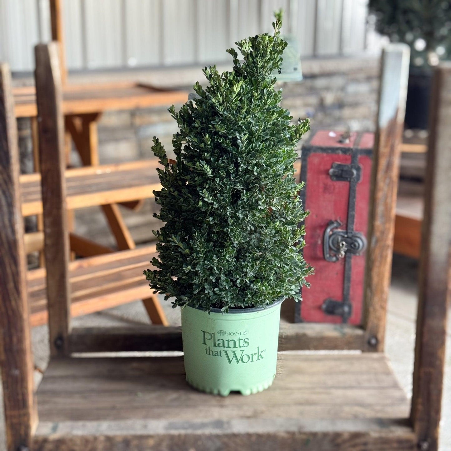 Buxus X 'cranberry Creek' - View 28 from www redcrocus com