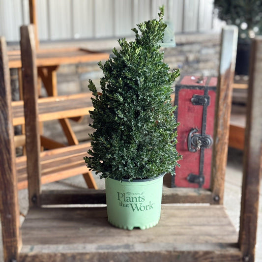 Buxus X 'cranberry Creek' - View 28 from www redcrocus com