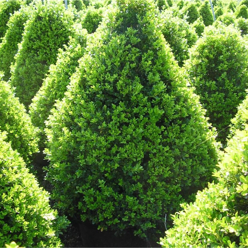 Buxus X 'cranberry Creek' - View 2 from www redcrocus com