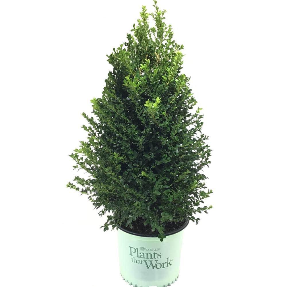 Buxus X 'cranberry Creek' - View 30 from www redcrocus com