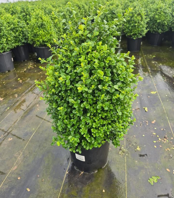 Buxus X 'cranberry Creek' - View 31 from www redcrocus com