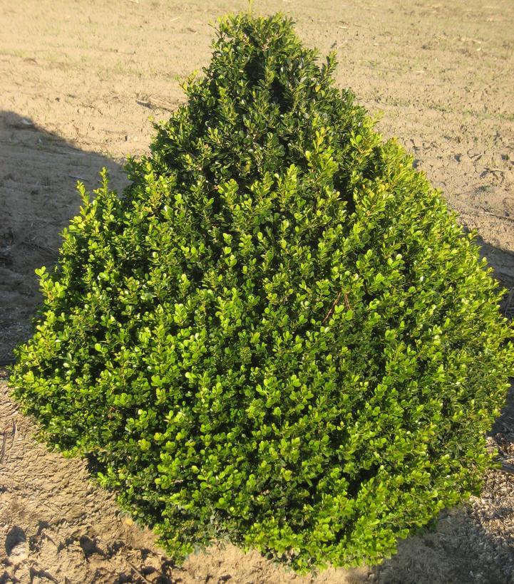 Buxus X 'cranberry Creek' - View 32 from www redcrocus com