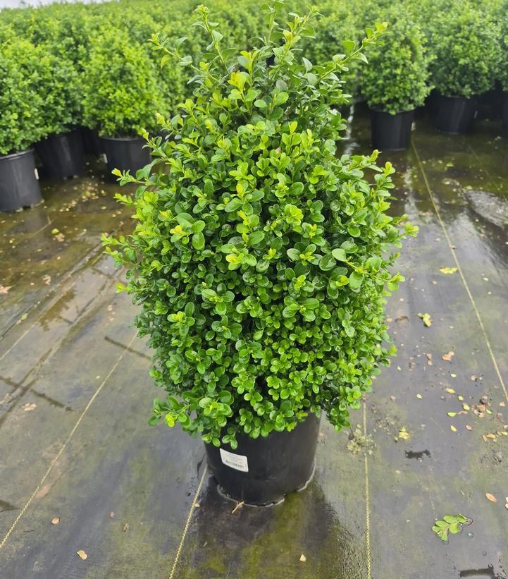 Buxus X 'cranberry Creek' - View 33 from www redcrocus com