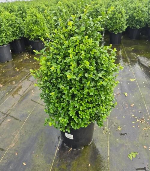 Buxus X 'cranberry Creek' - View 34 from www redcrocus com