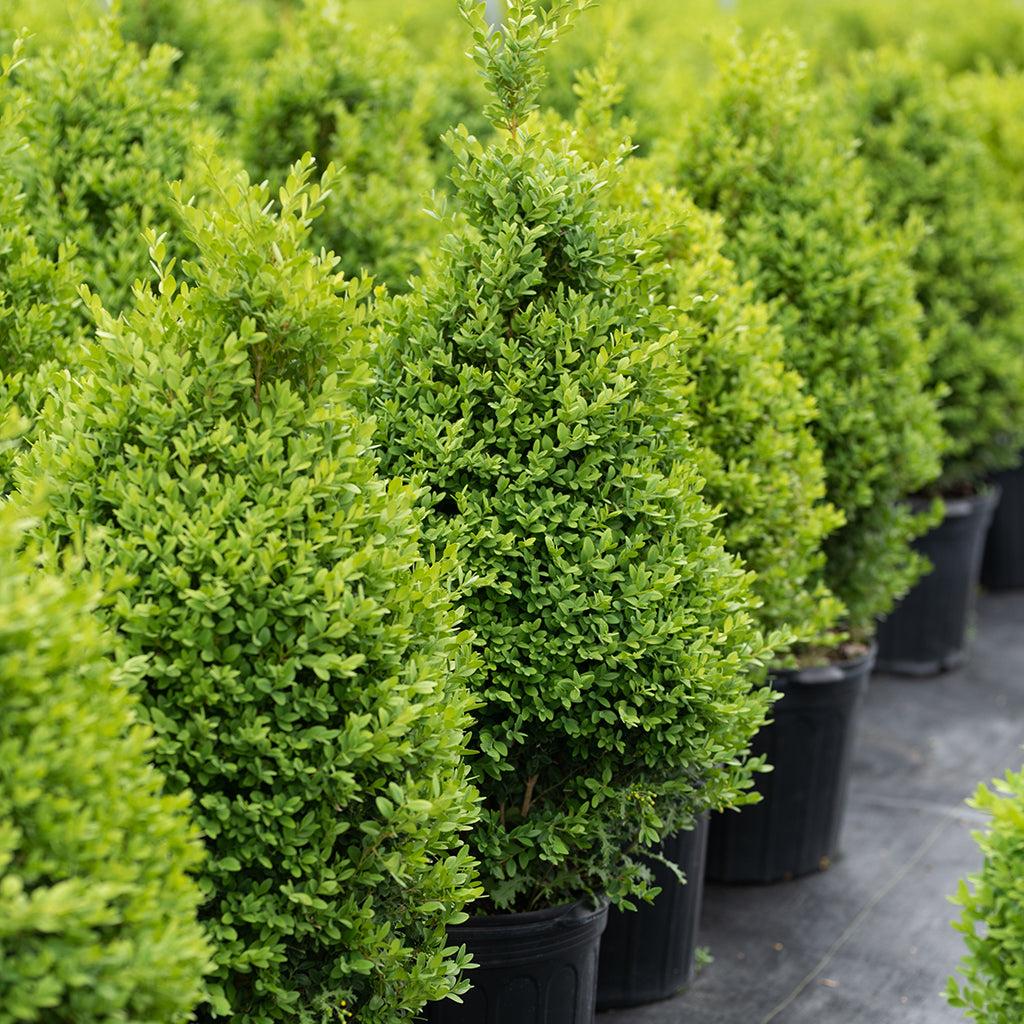 Buxus X 'cranberry Creek' - View 36 from www redcrocus com