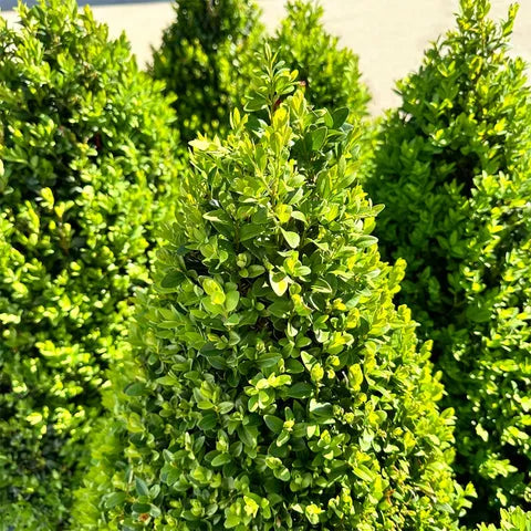 Buxus X 'cranberry Creek' - View 36 from www redcrocus com