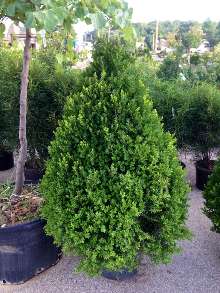 Buxus X 'cranberry Creek' - View 37 from www redcrocus com
