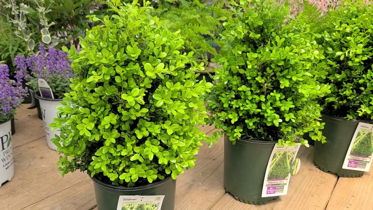 Buxus X 'cranberry Creek' - View 4 from www redcrocus com