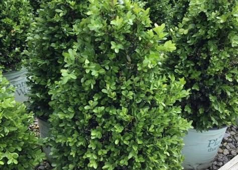 Buxus X 'cranberry Creek' - View 6 from www redcrocus com