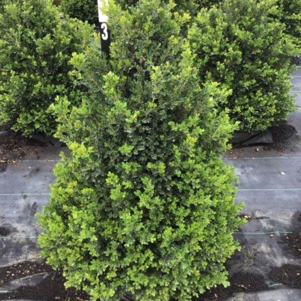 Buxus X 'cranberry Creek' - View 9 from www redcrocus com