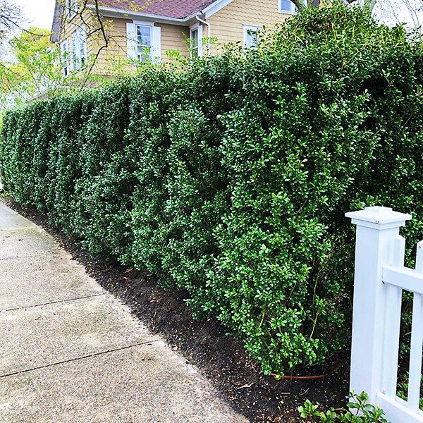 Ilex Crenata 'excelsa Schwoebel' - View 10 from www redcrocus com