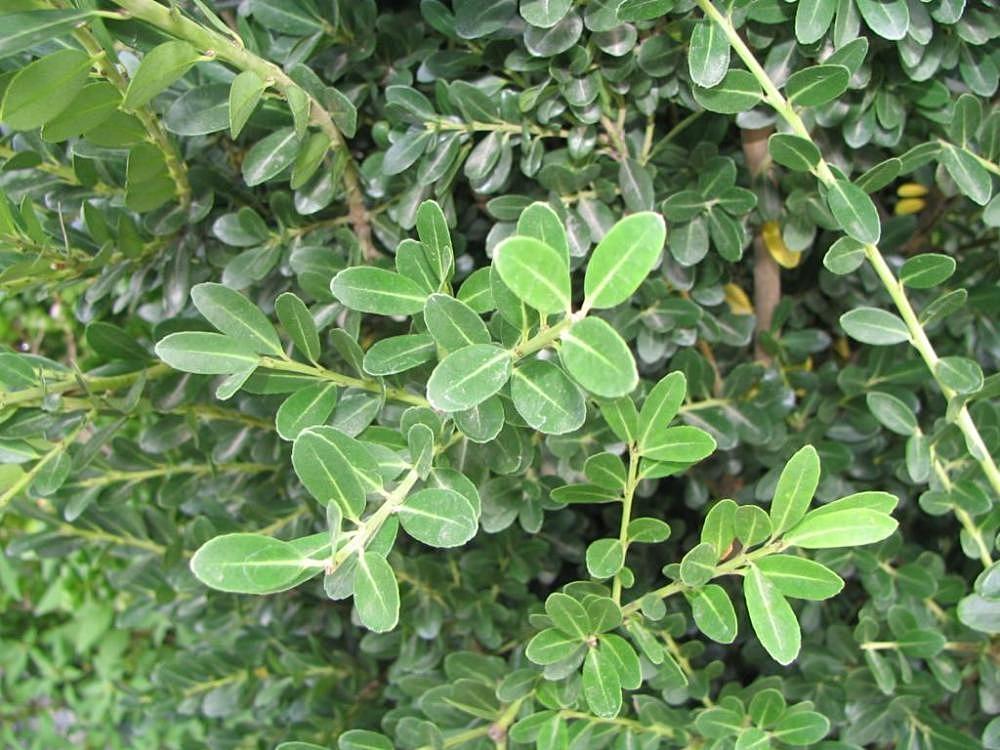 Ilex Crenata 'excelsa Schwoebel' - View 11 from www redcrocus com