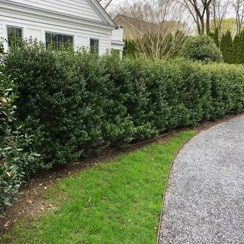 Ilex Crenata 'excelsa Schwoebel' - View 14 from www redcrocus com