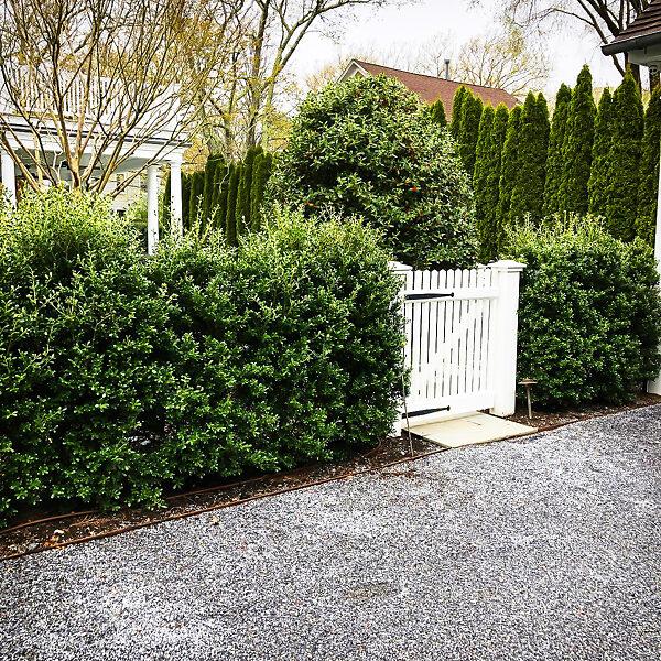 Ilex Crenata 'excelsa Schwoebel' - View 16 from www redcrocus com