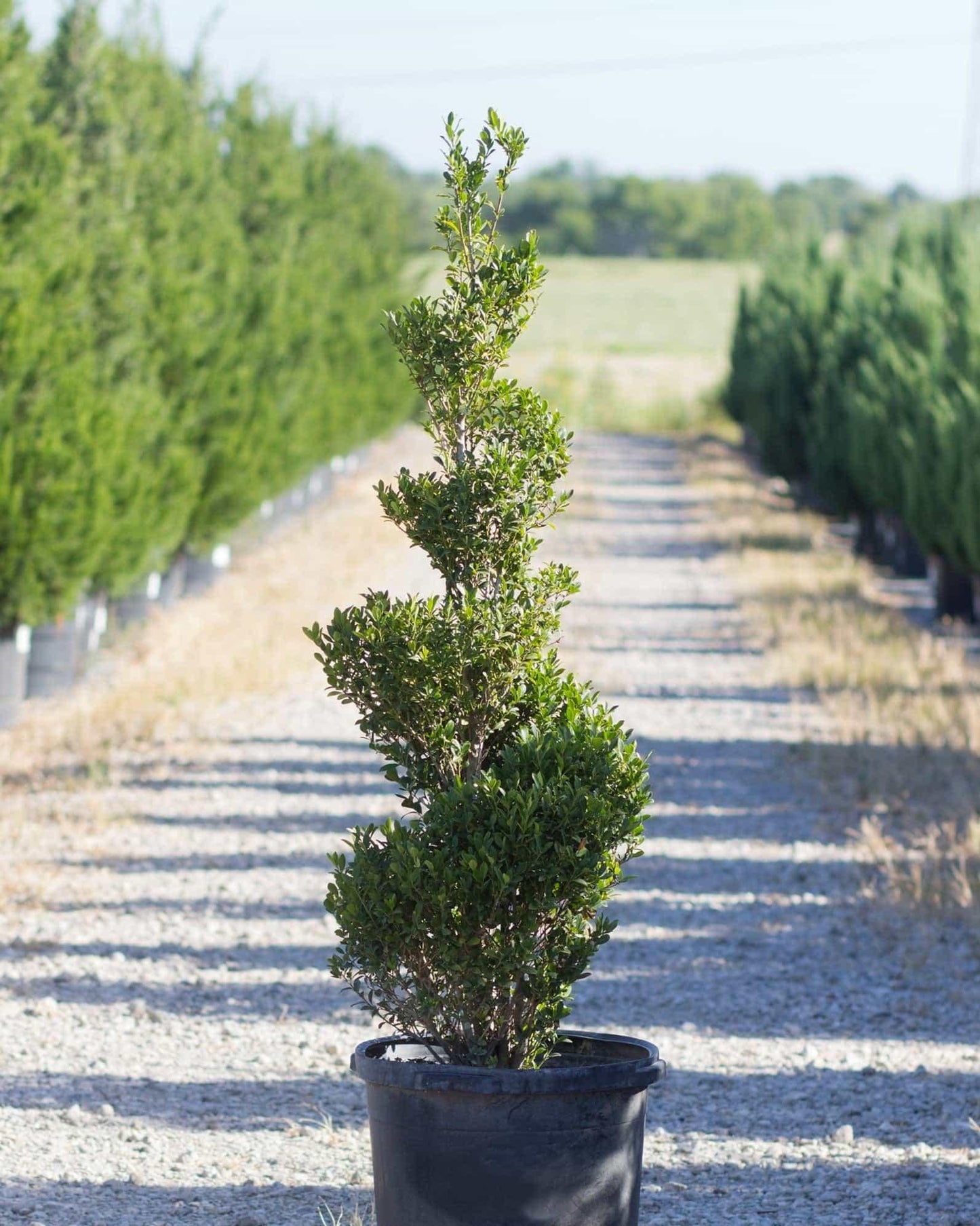 Ilex Crenata 'excelsa Schwoebel' - View 17 from www redcrocus com