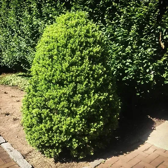 Ilex Crenata 'excelsa Schwoebel' - View 18 from www redcrocus com
