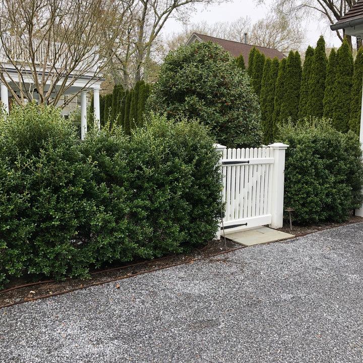 Ilex Crenata 'excelsa Schwoebel' - View 19 from www redcrocus com