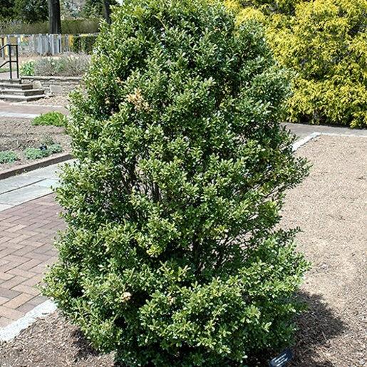 Ilex Crenata 'excelsa Schwoebel' - View 1 from www redcrocus com