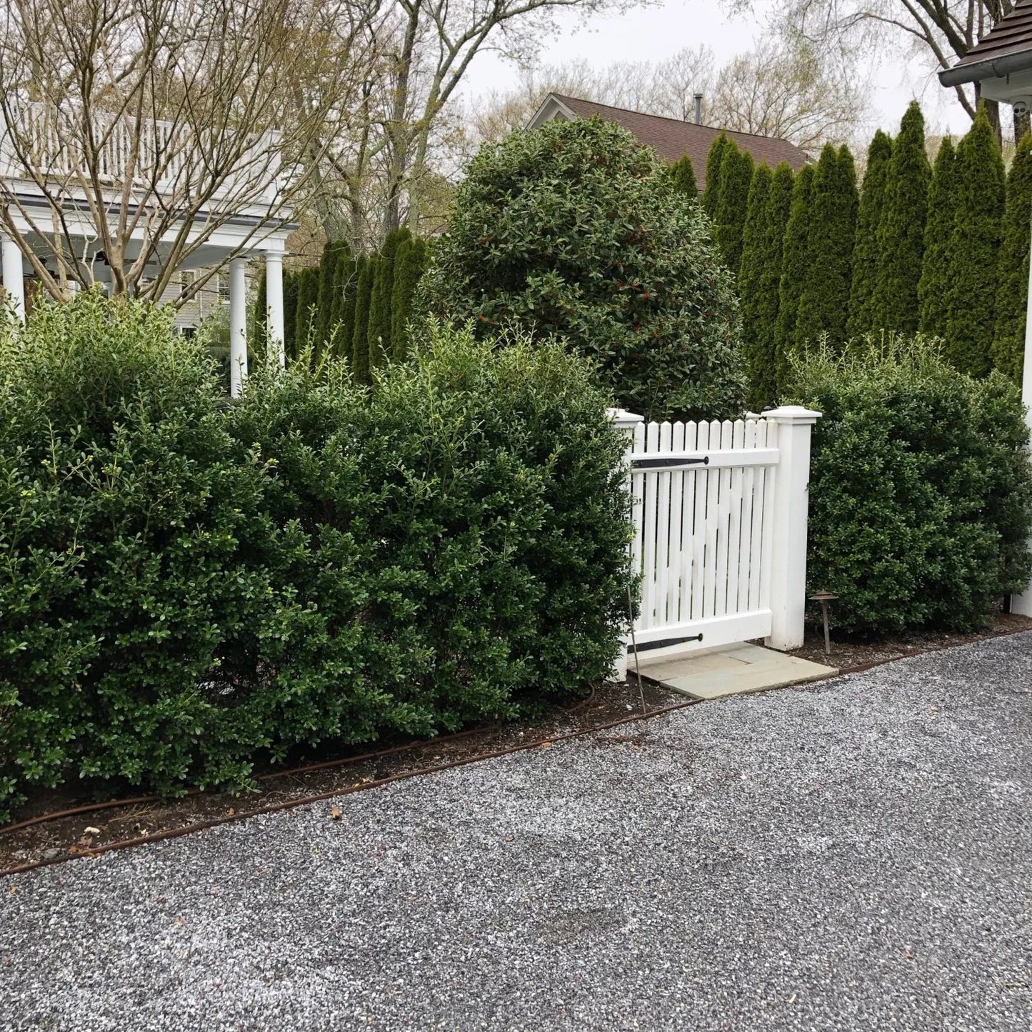 Ilex Crenata 'excelsa Schwoebel' - View 22 from www redcrocus com
