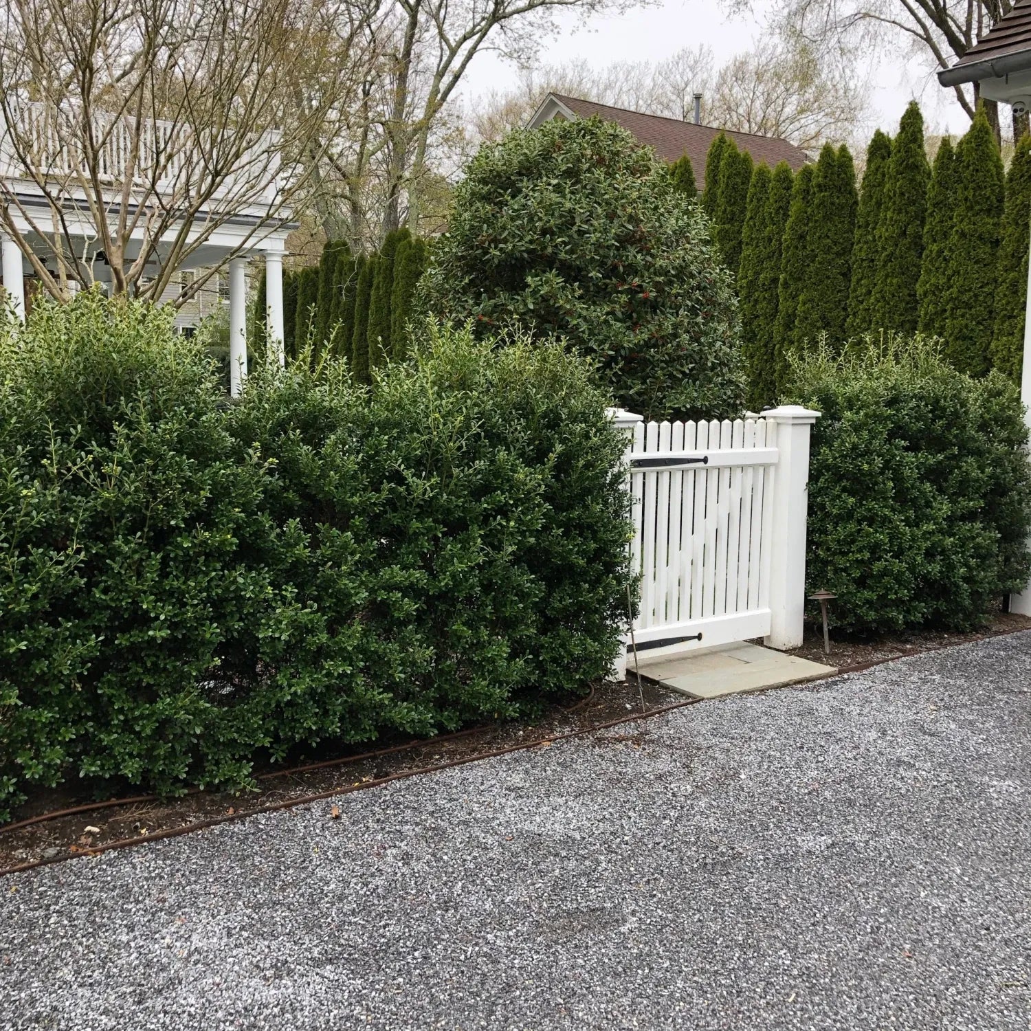 Ilex Crenata 'excelsa Schwoebel' - View 22 from www redcrocus com