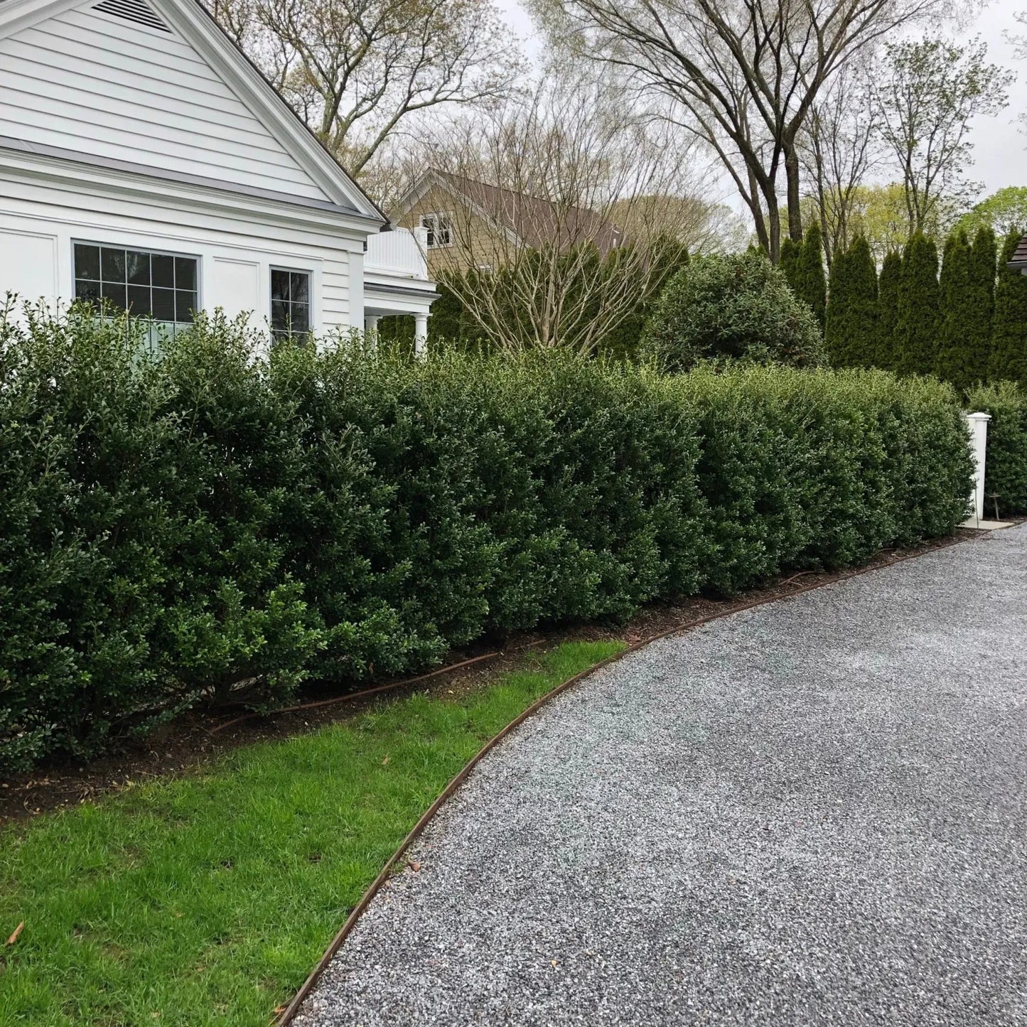 Ilex Crenata 'excelsa Schwoebel' - View 25 from www redcrocus com