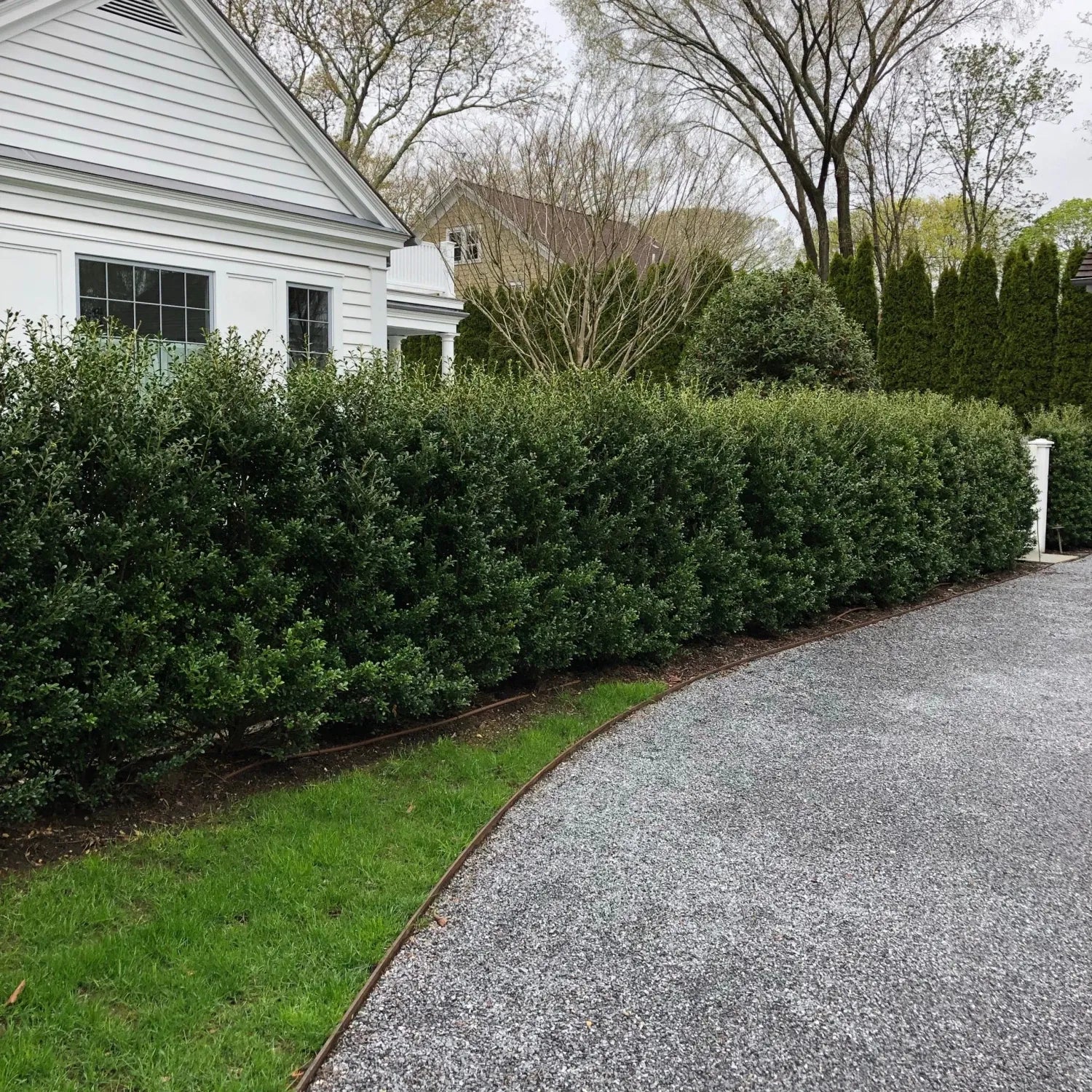 Ilex Crenata 'excelsa Schwoebel' - View 25 from www redcrocus com