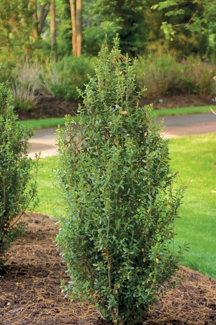 Ilex Crenata 'excelsa Schwoebel' - View 26 from www redcrocus com