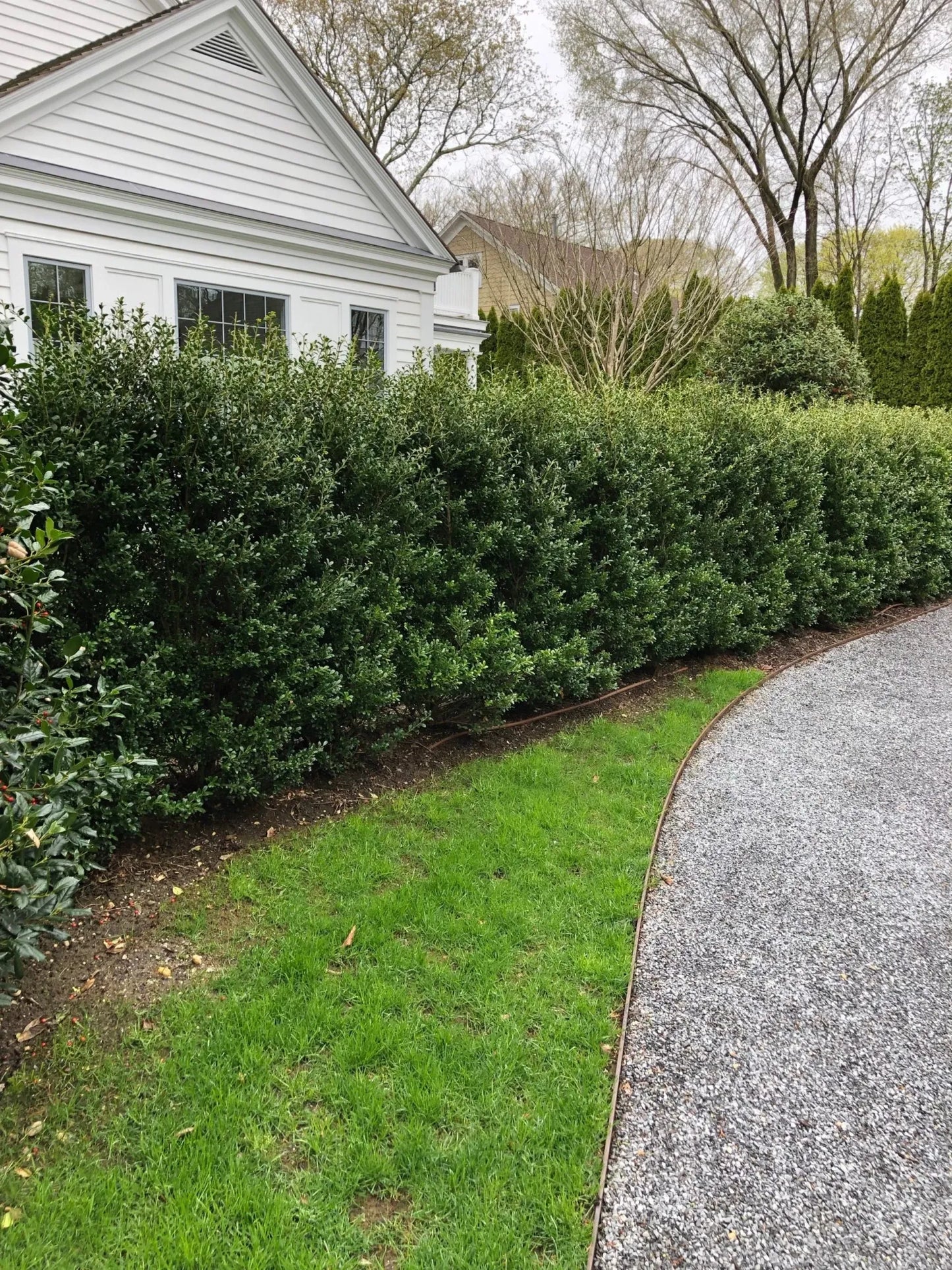 Ilex Crenata 'excelsa Schwoebel' - View 26 from www redcrocus com