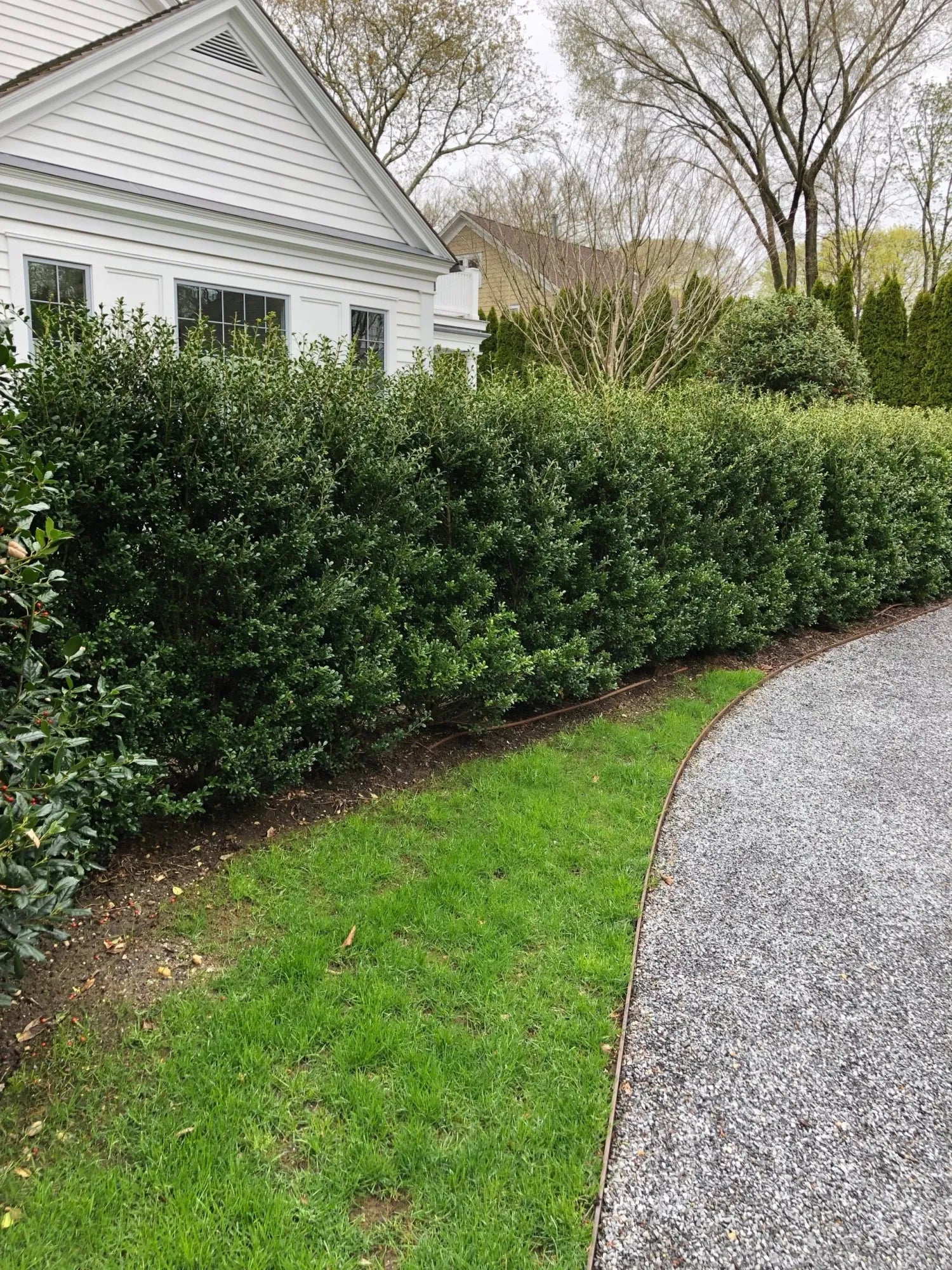 Ilex Crenata 'excelsa Schwoebel' - View 26 from www redcrocus com