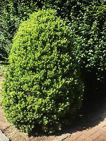 Ilex Crenata 'excelsa Schwoebel' - View 2 from www redcrocus com