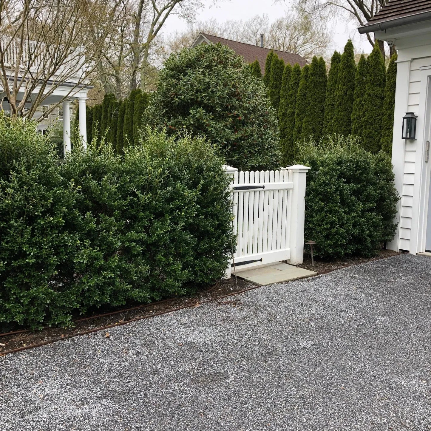 Ilex Crenata 'excelsa Schwoebel' - View 31 from www redcrocus com
