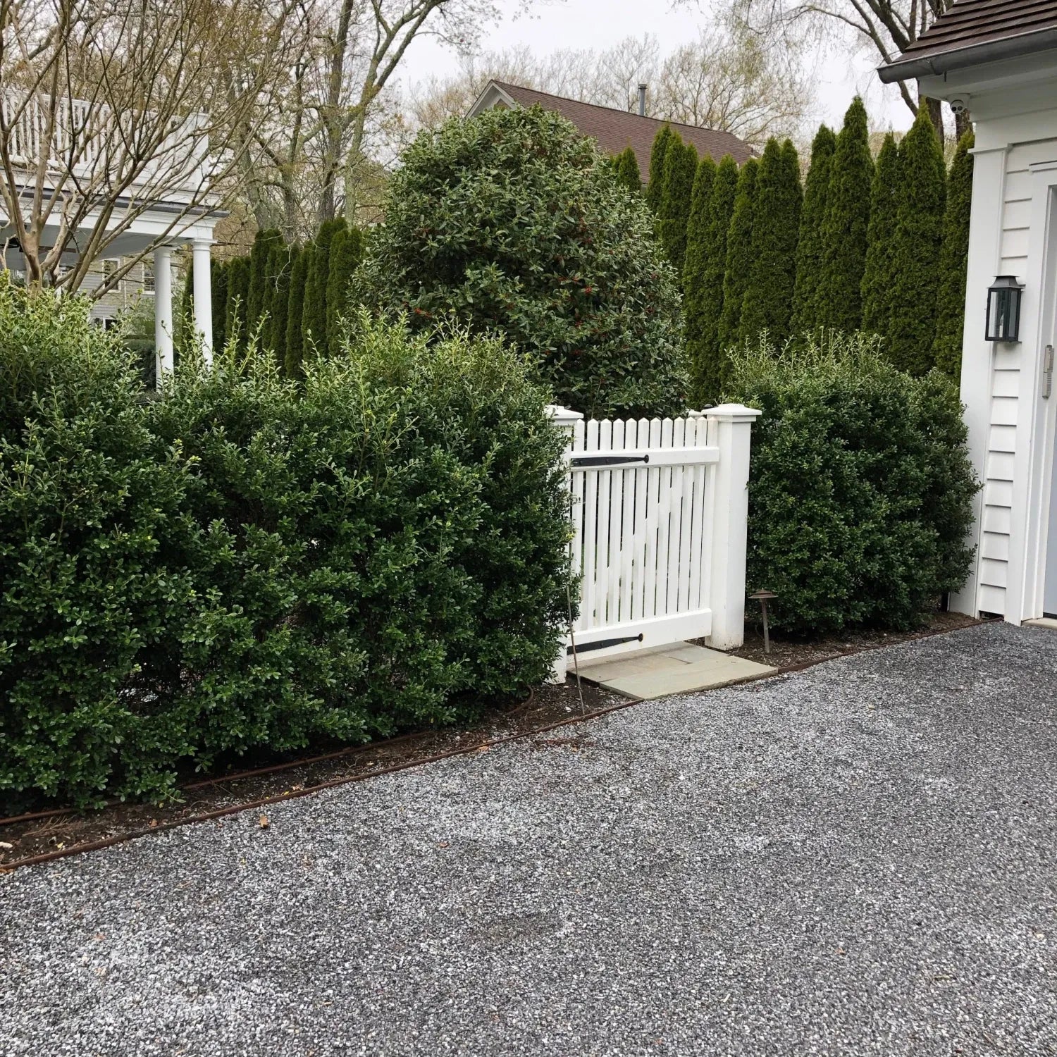 Ilex Crenata 'excelsa Schwoebel' - View 31 from www redcrocus com