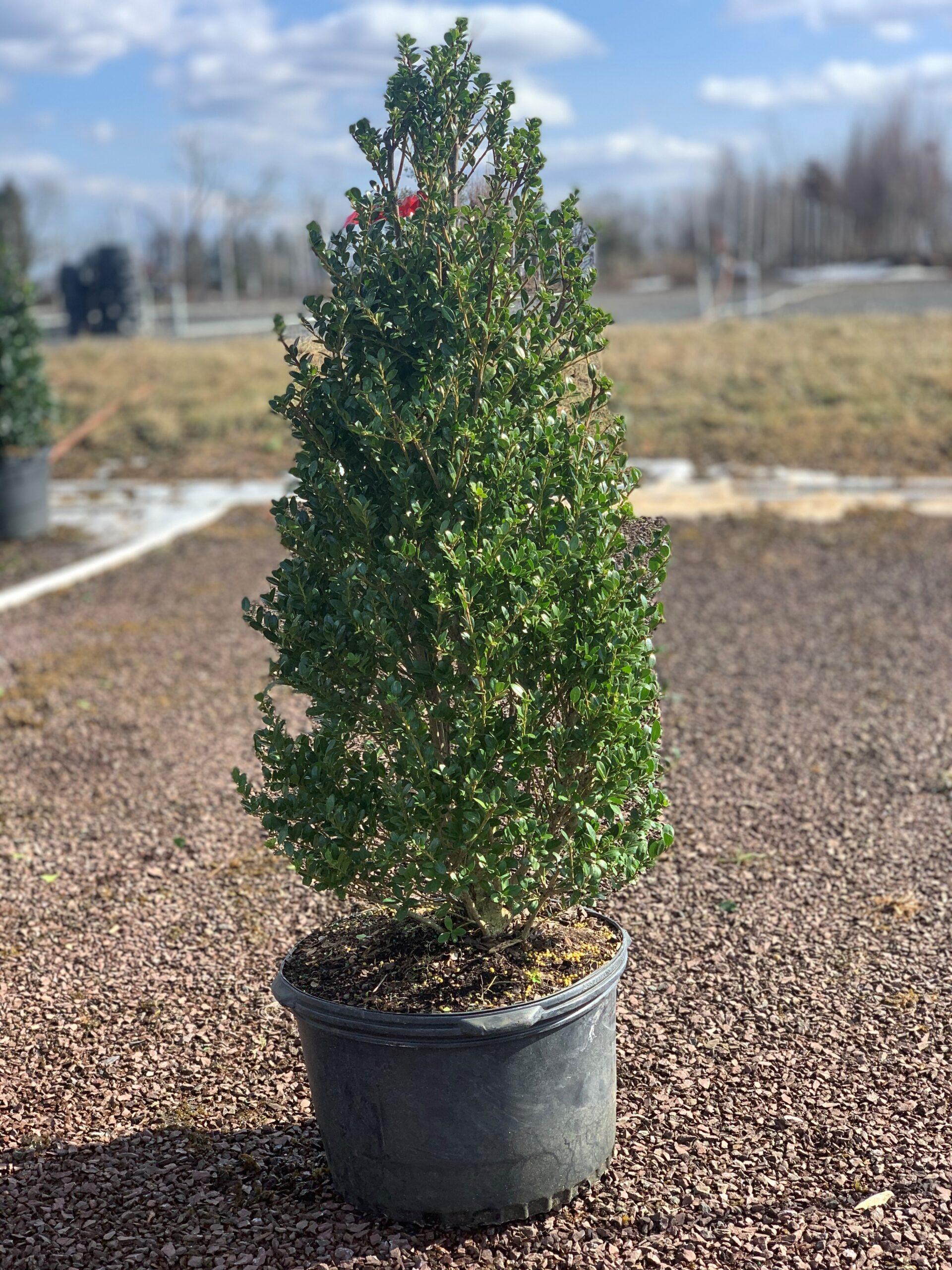 Ilex Crenata 'excelsa Schwoebel' - View 32 from www redcrocus com