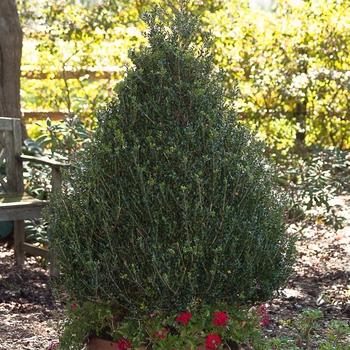 Ilex Crenata 'excelsa Schwoebel' - View 34 from www redcrocus com
