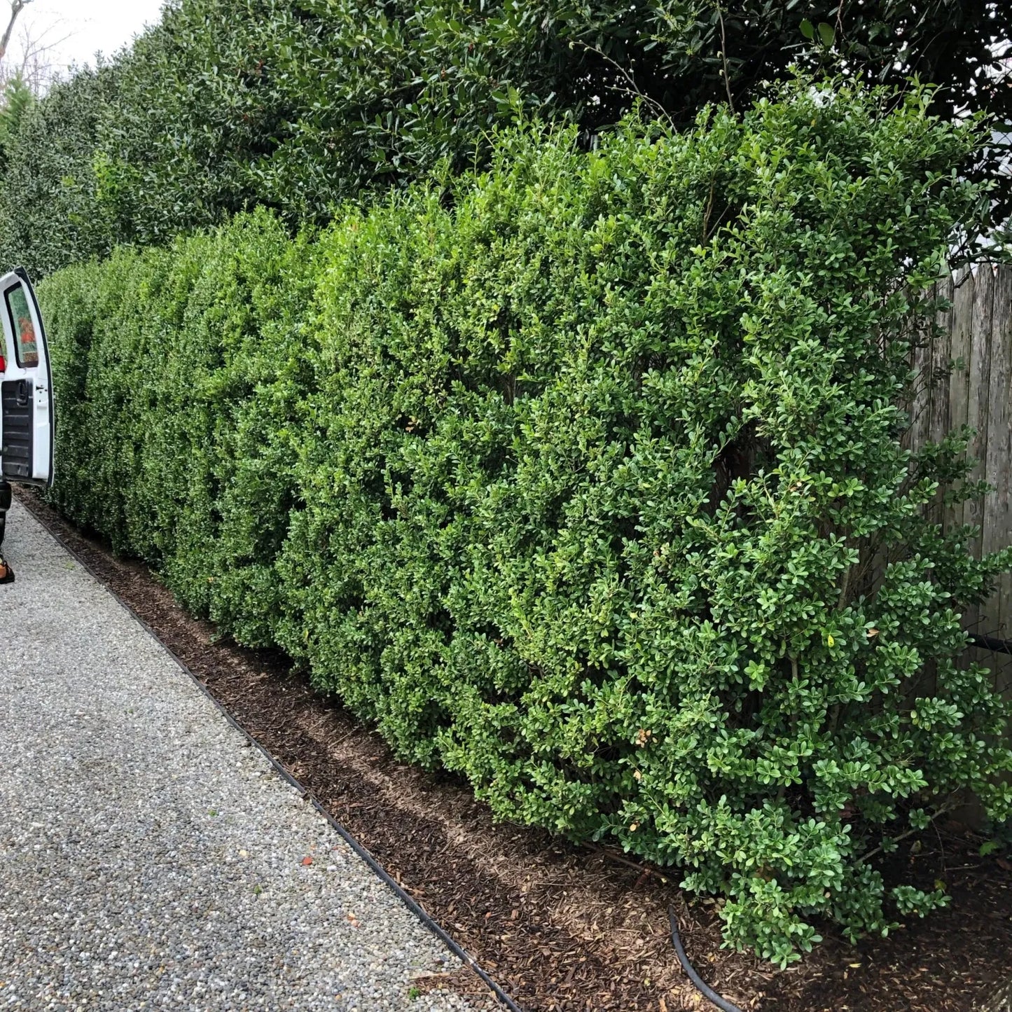 Ilex Crenata 'excelsa Schwoebel' - View 35 from www redcrocus com