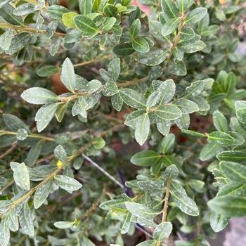 Ilex Crenata 'excelsa Schwoebel' - View 35 from www redcrocus com