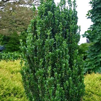 Ilex Crenata 'excelsa Schwoebel' - View 39 from www redcrocus com