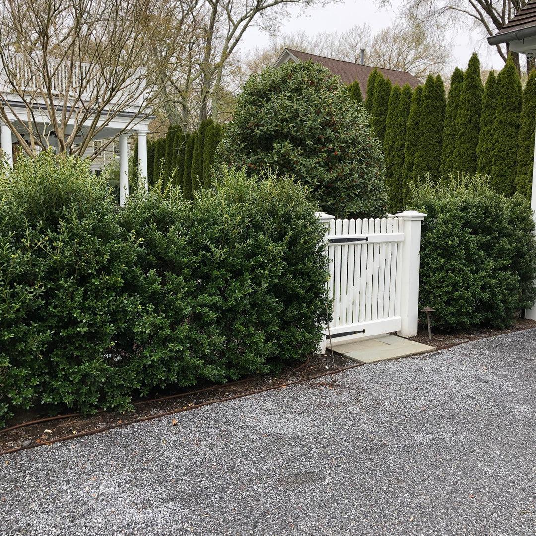 Ilex Crenata 'excelsa Schwoebel' - View 3 from www redcrocus com