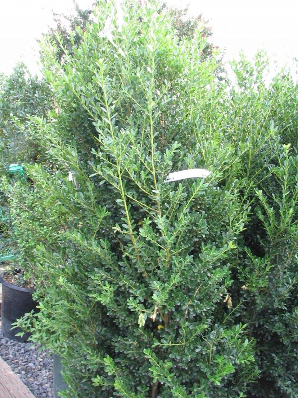 Ilex Crenata 'excelsa Schwoebel' - View 7 from www redcrocus com
