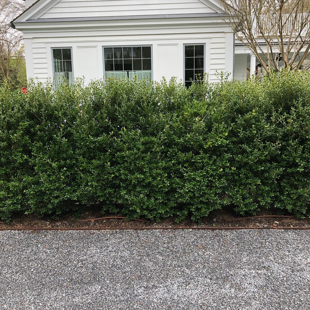 Ilex Crenata 'excelsa Schwoebel' - View 8 from www redcrocus com
