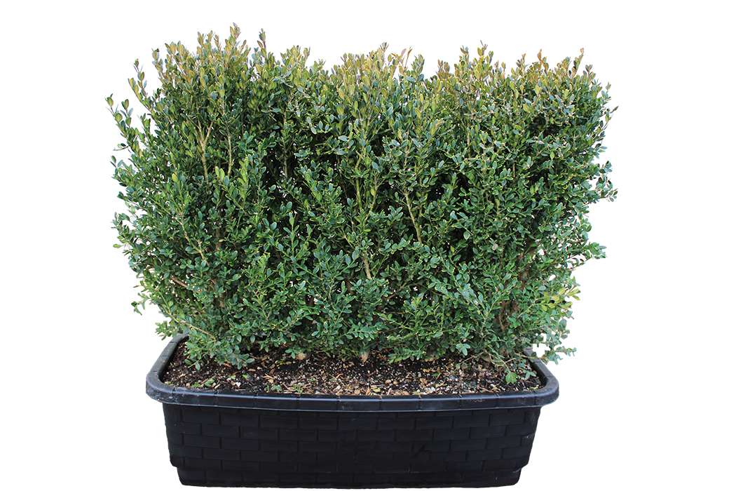 Buxus Microphylla 'green Mountain' Hedge Form (instant Hedge) - View 11 from www redcrocus com